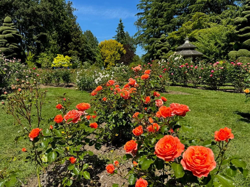 Rosa 'Meipluvia' (Adobe Sunrise Floribunda Rose) — Northwest Blooms